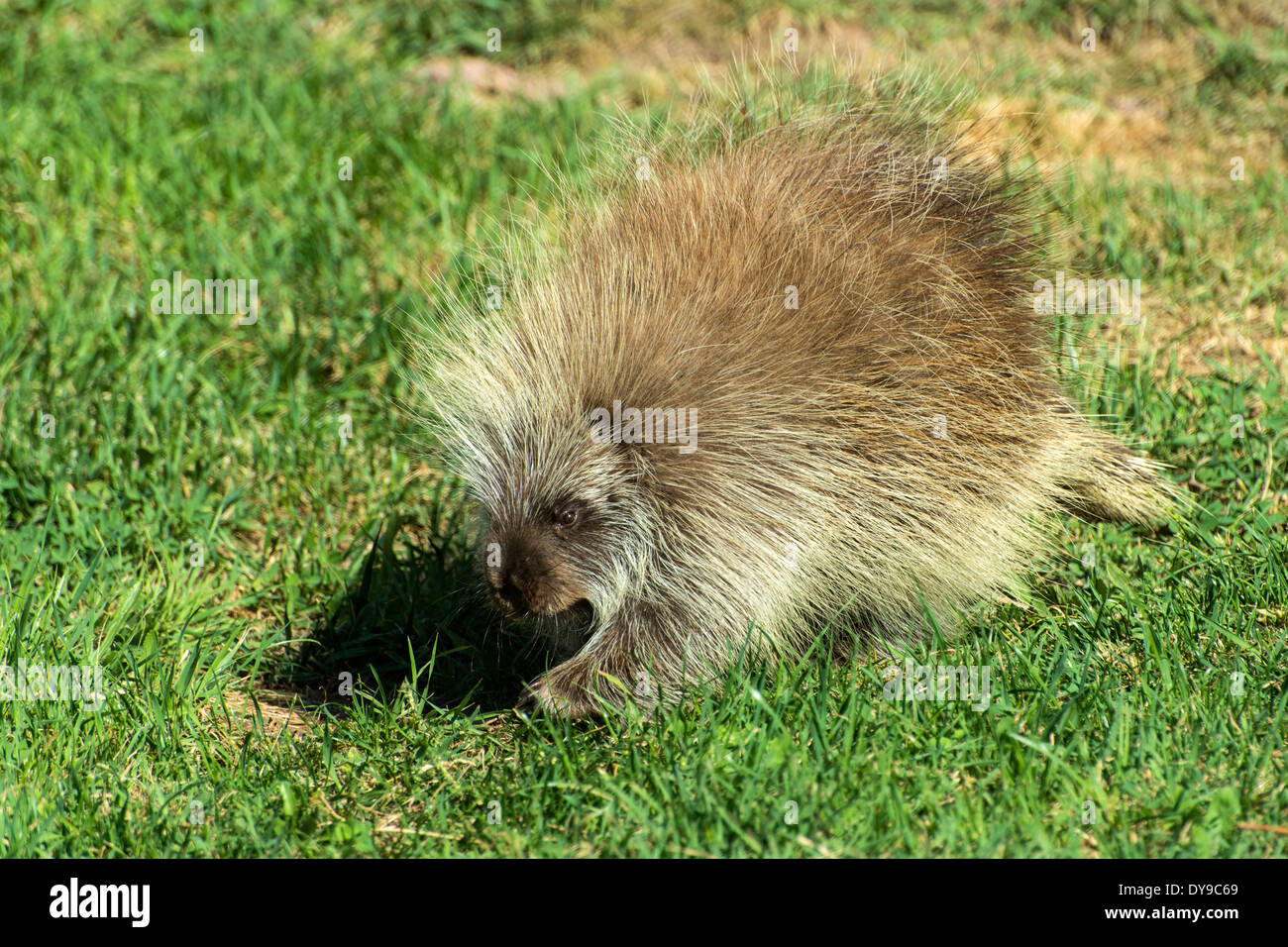 porcupine, erethizon dorsatum, animal, USA, United States, America, Stock Photo