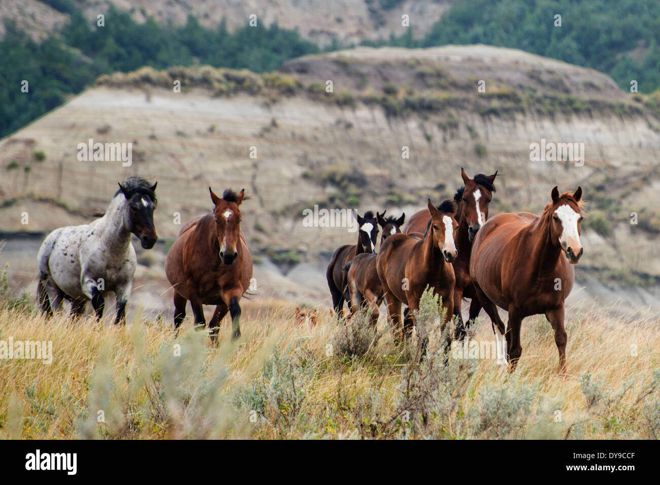 wild horse, Theodore, Roosevelt, National Park, North Dakota, USA Stock