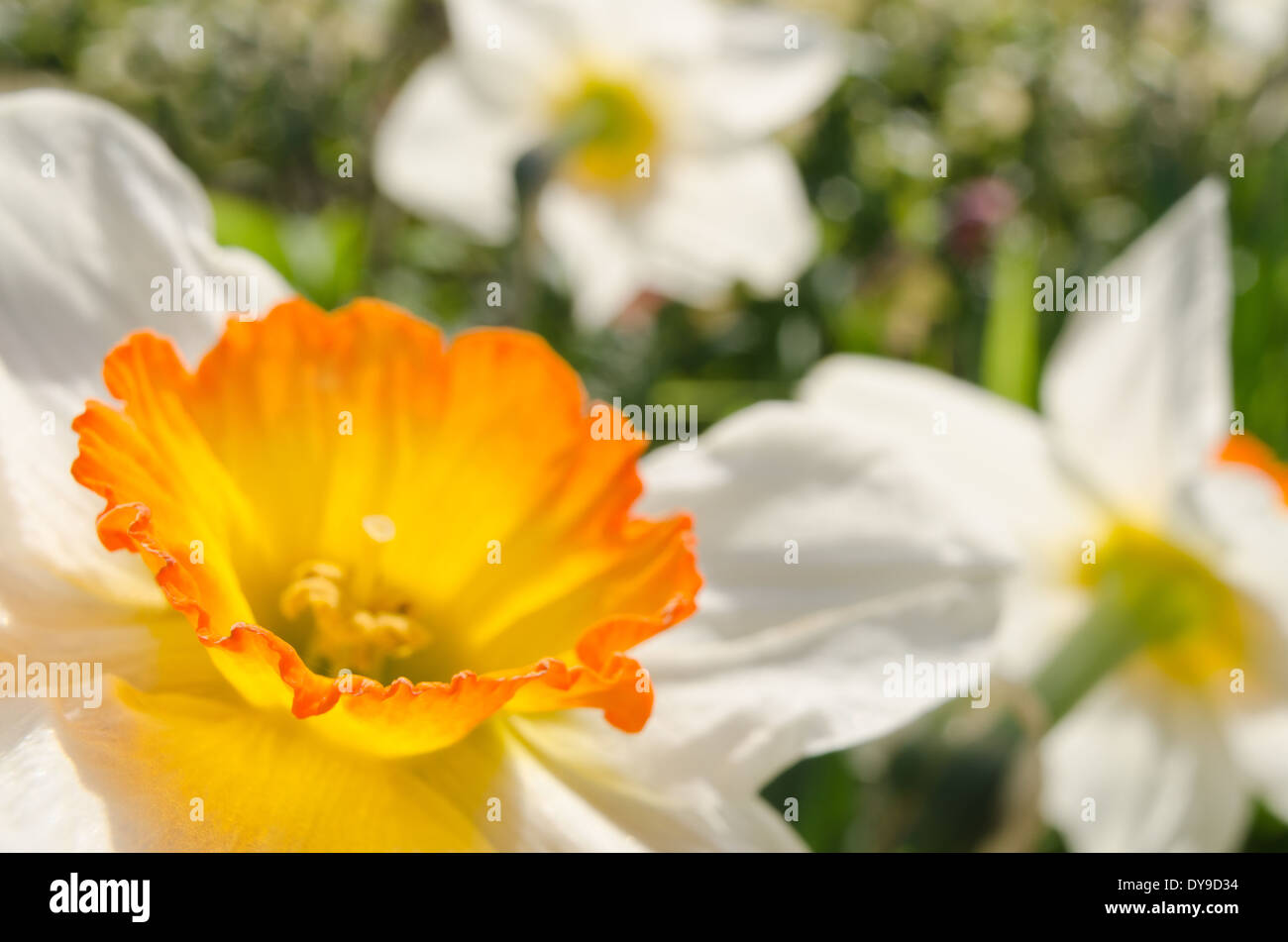 Spring white Narcissus daffodil bunch of flowers garden with orange glow on petals from corona Stock Photo