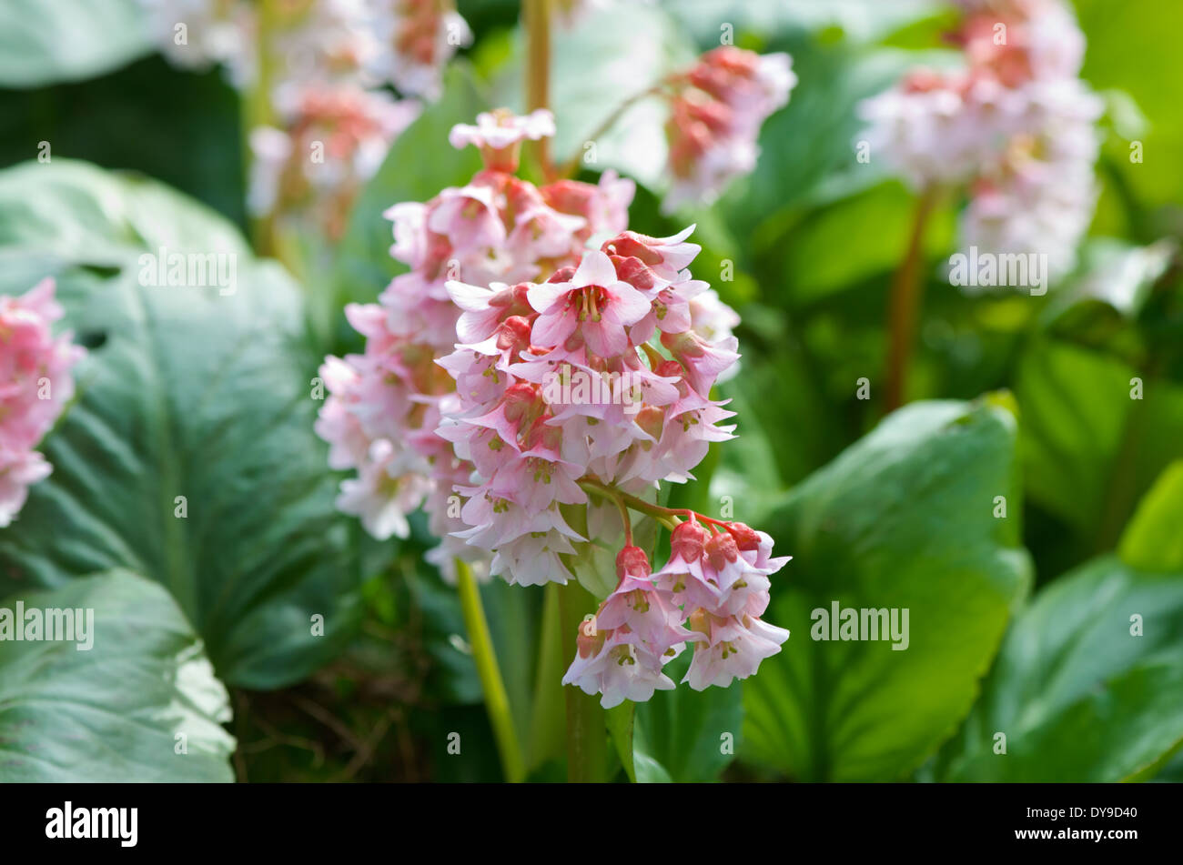 Pink Bergenia cordifolia flowers in Spring Stock Photo