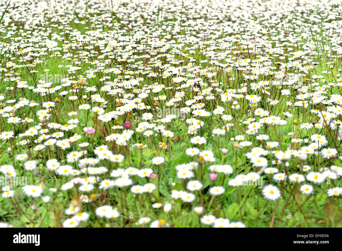 Daisy haze hi res stock photography and images Alamy