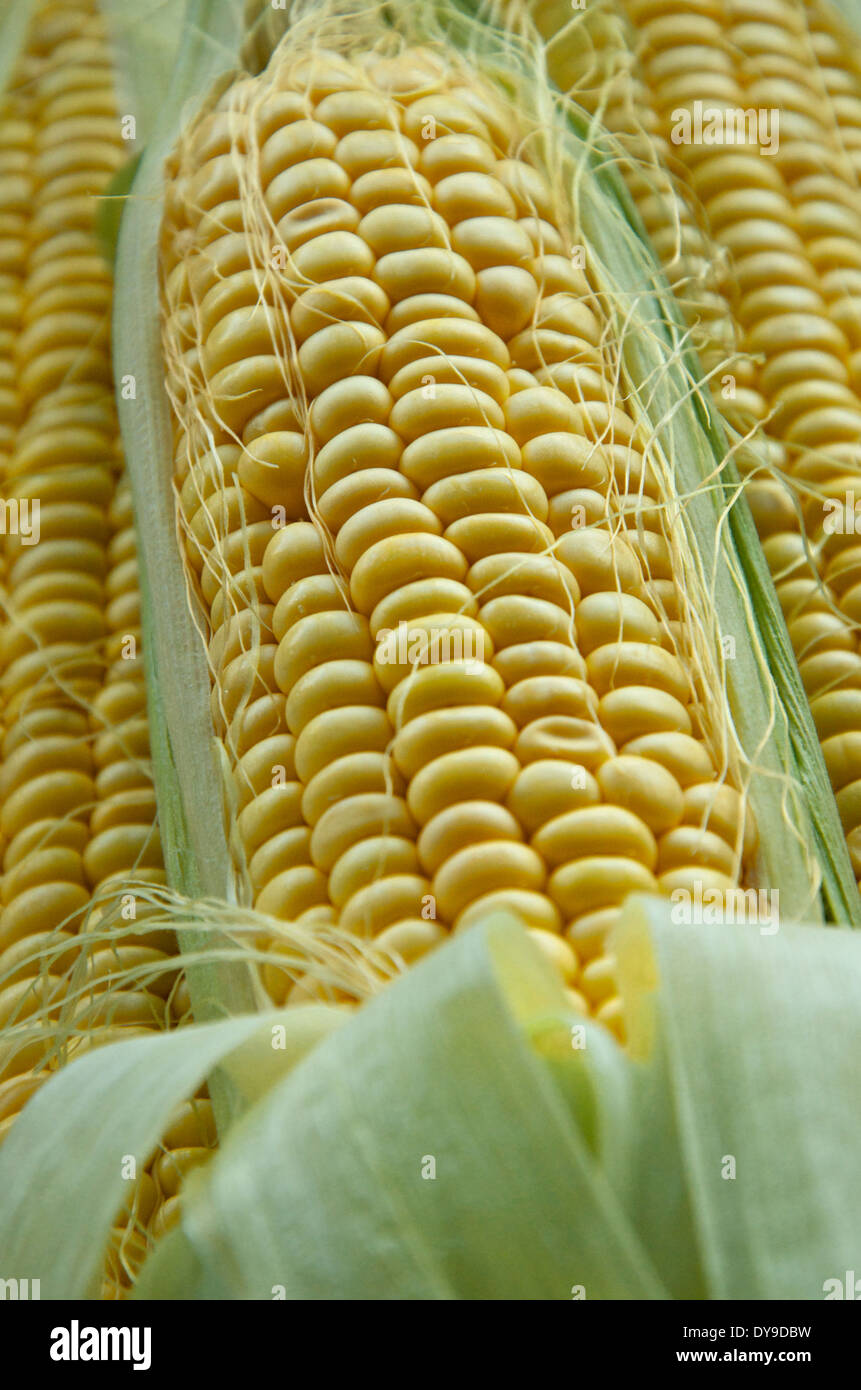 Close up of freshly harvested sweetcorn cob with outer leaves pulled back to expose yellow corn kernels. Stock Photo