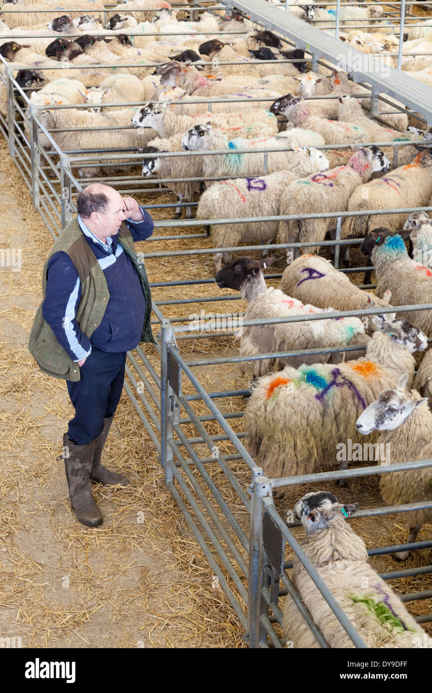 Livestock sale. Buyer on the phone at the Sheep Market, Melton Mowbray, Leicestershire, England, UK Stock Photo
