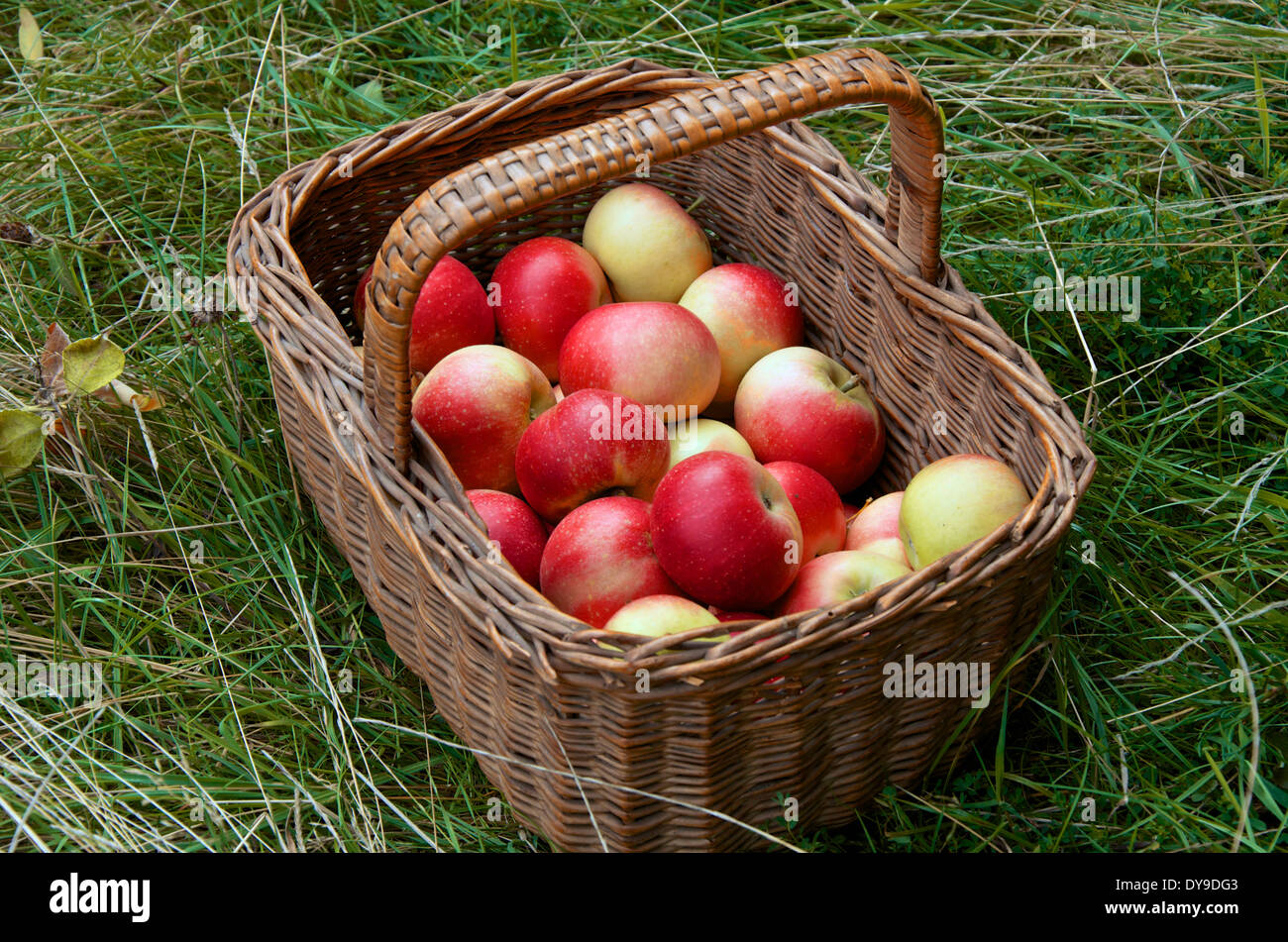 Freshly picked Discovery apples in an old wicker basket on the grass Stock Photo