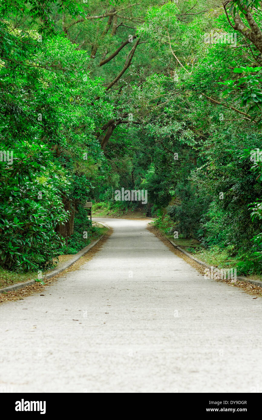 Asphalt road through the forest at day Stock Photo - Alamy