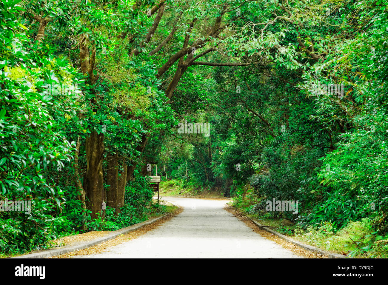 Asphalt road through the forest at day Stock Photo - Alamy