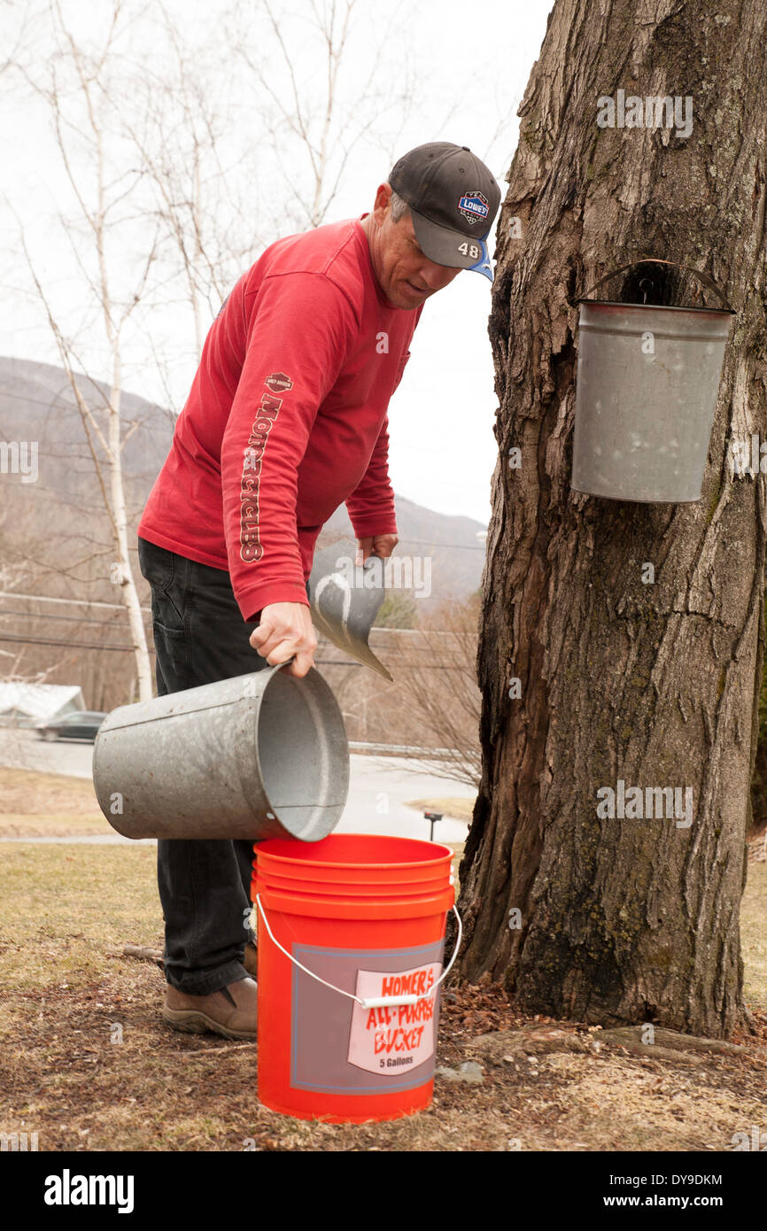 A man pours bucket  of maple sap in his backyard to make his own maple syrup. Stock Photo