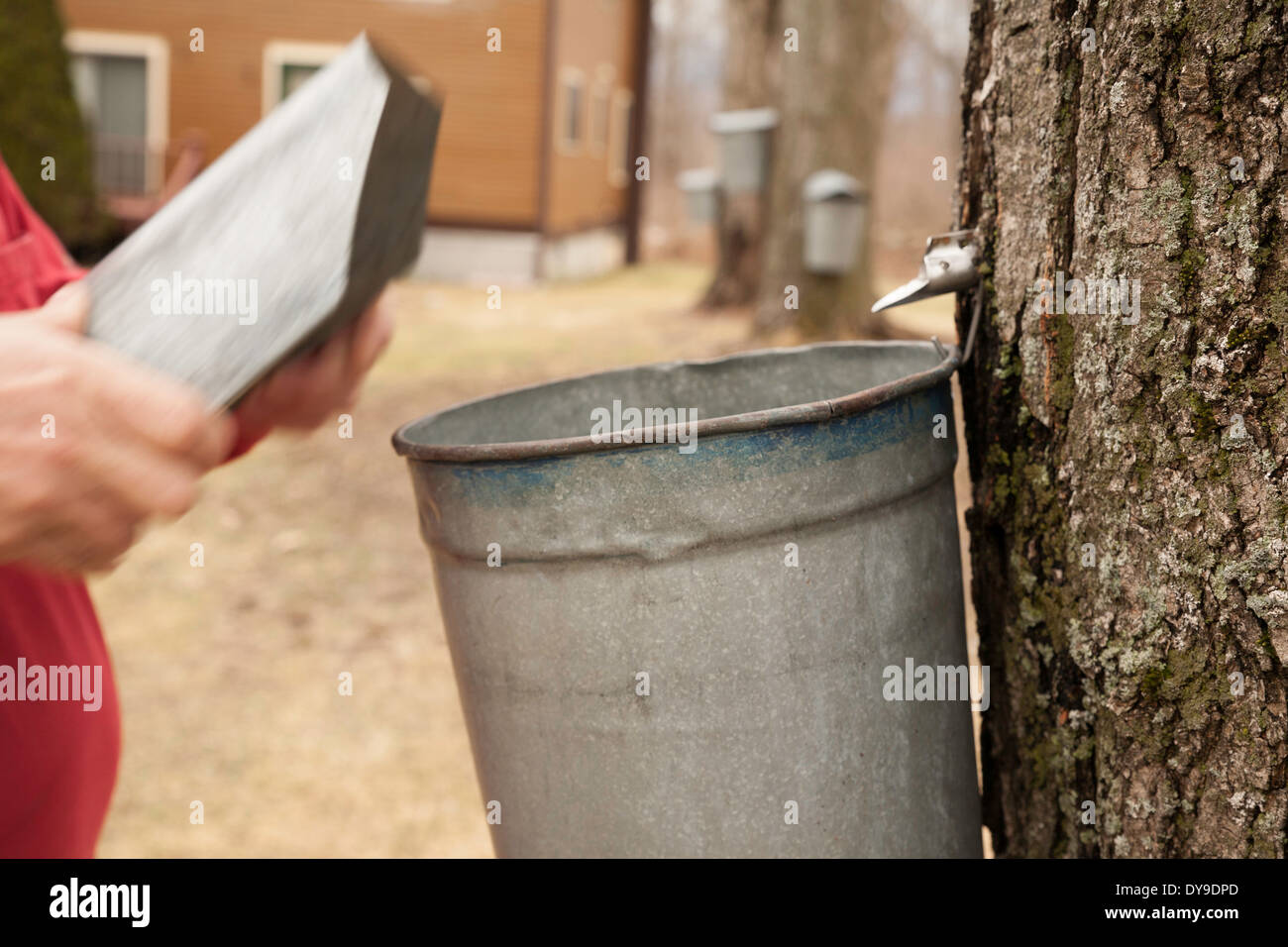 A man removes metal lid on bucket  for maple sap in his backyard to make his own maple syrup.  More tapped trees in background. Stock Photo
