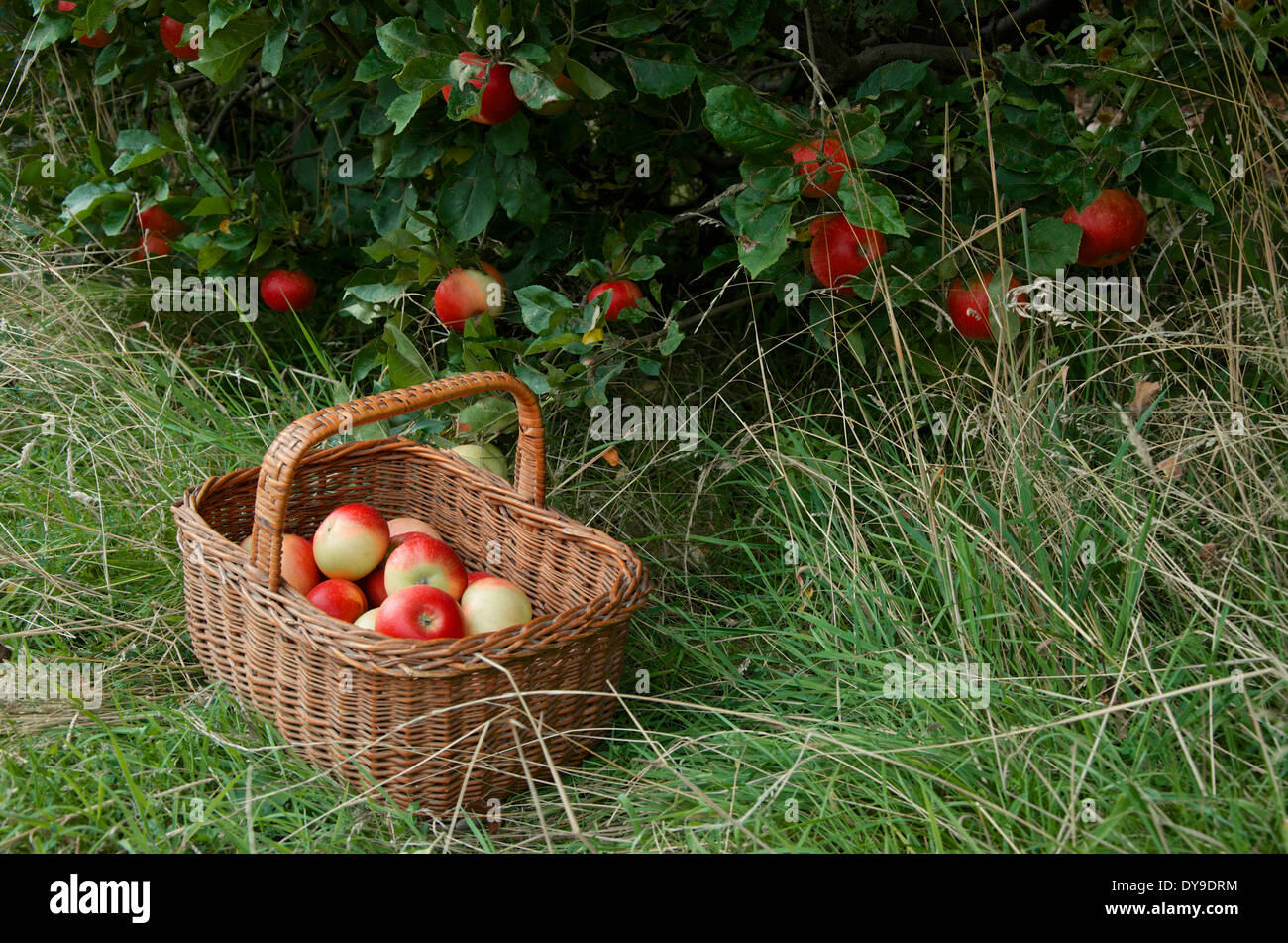 Discovery apples on trees and in an old wicker basket on the grass Stock Photo