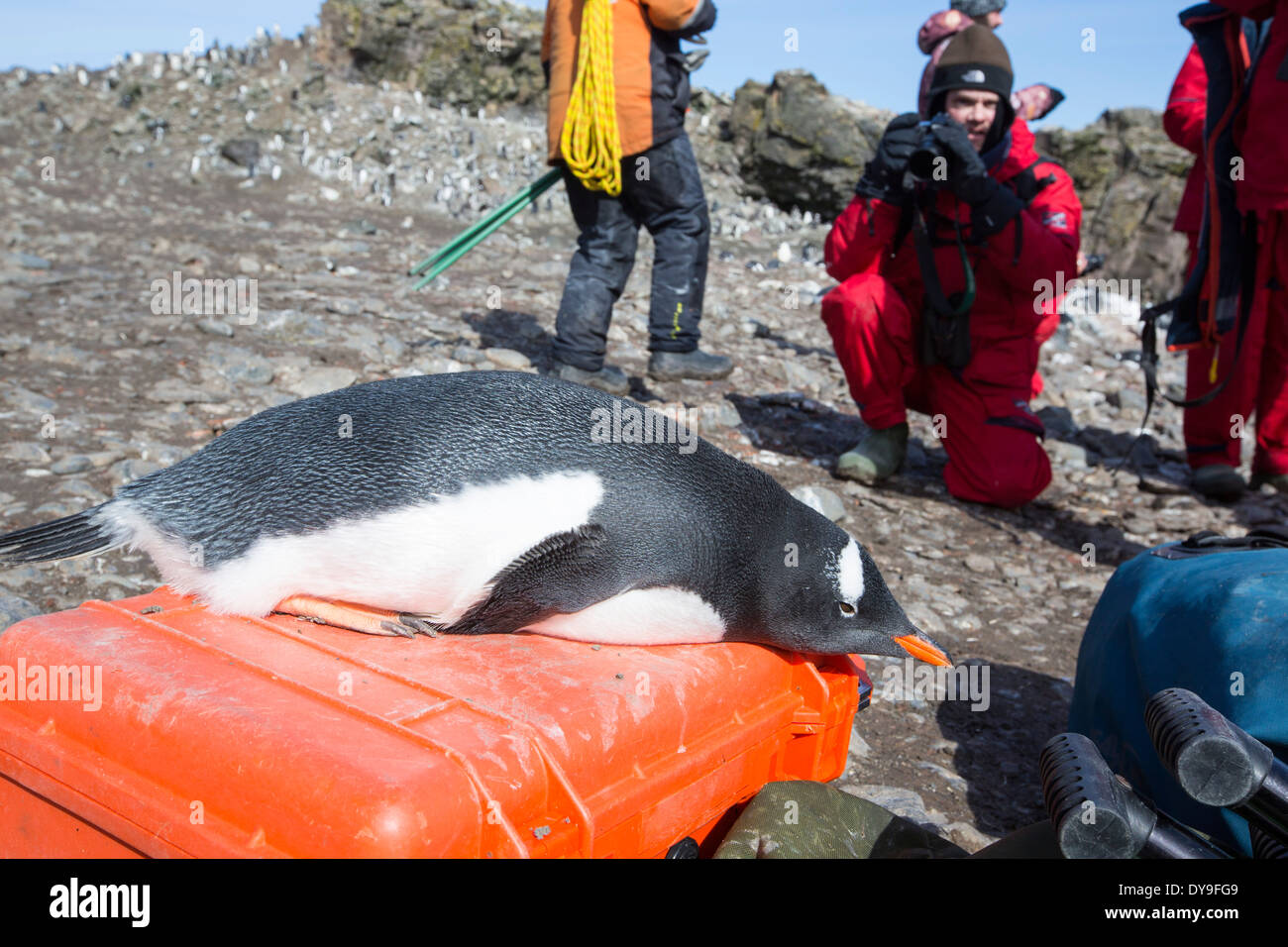 A gentoo penguin resting on a pelican camera case at hannah point on