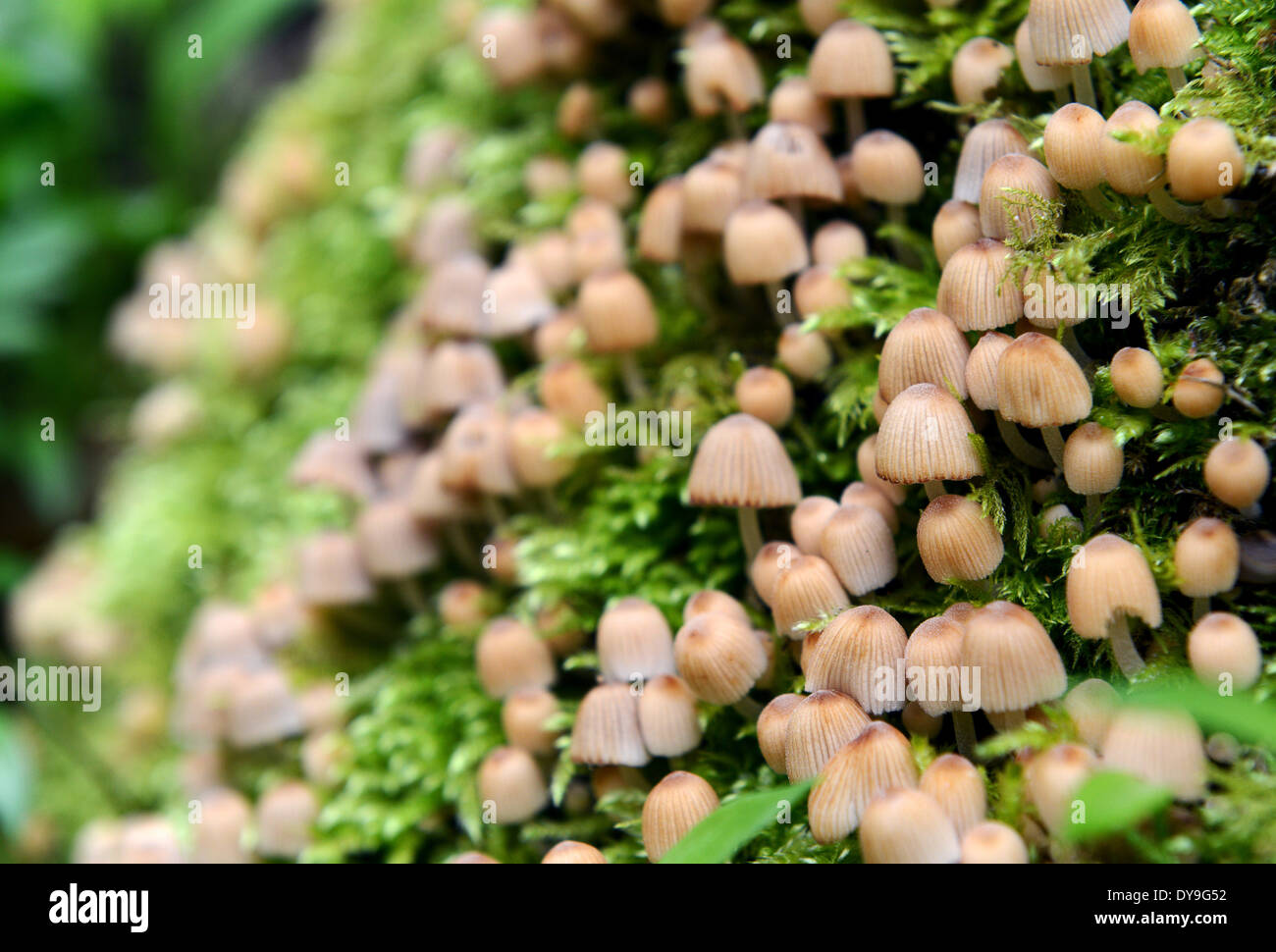 Small tiny fungi growing in woodland tree moss uk Stock Photo