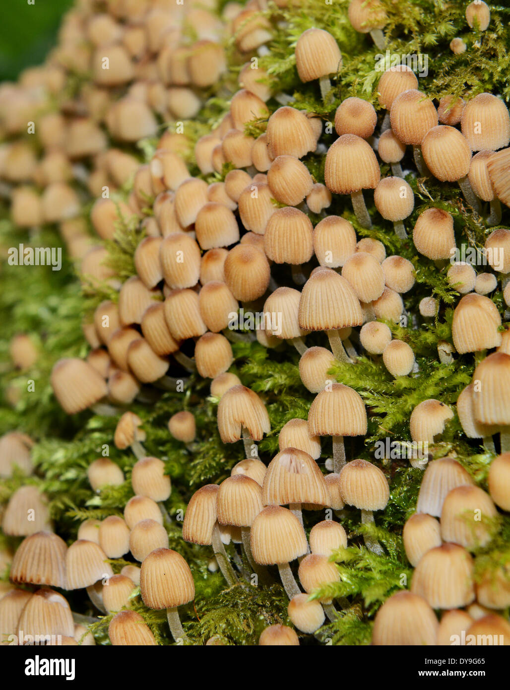 Small tiny fungi growing in woodland tree moss uk Stock Photo
