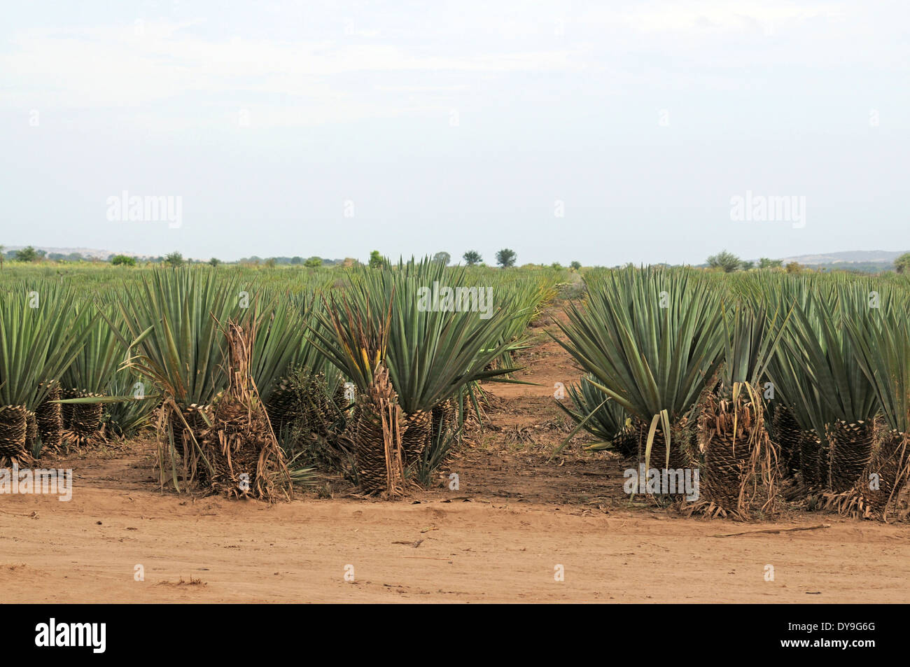 Sisal (Agave sisalana) plantation near Berenty, Madagascar. sisal is grown as a cash crop and is mainly used for making rope. Stock Photo