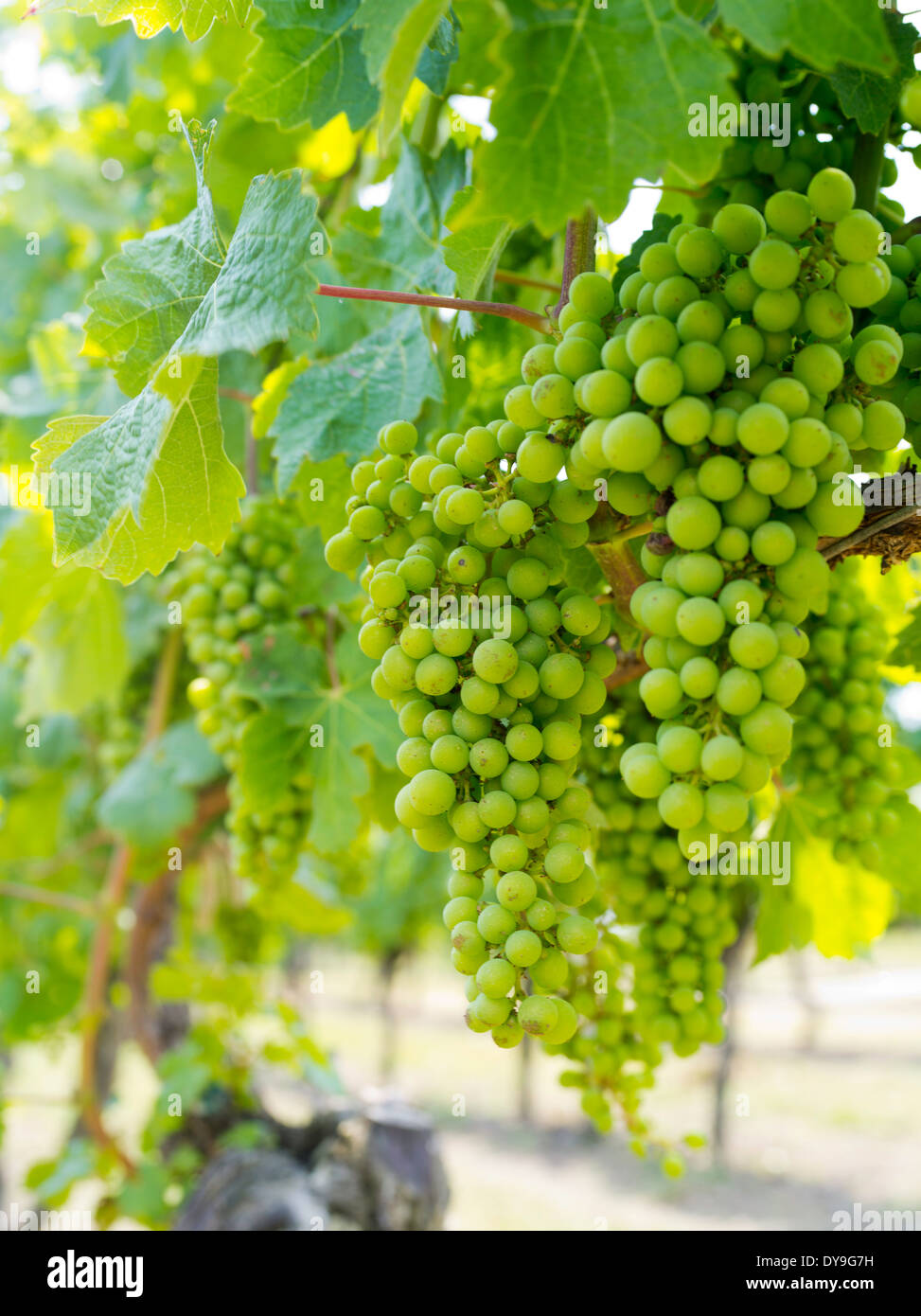 Closeup view of grape plants growing in a vineyard on Waiheke Island