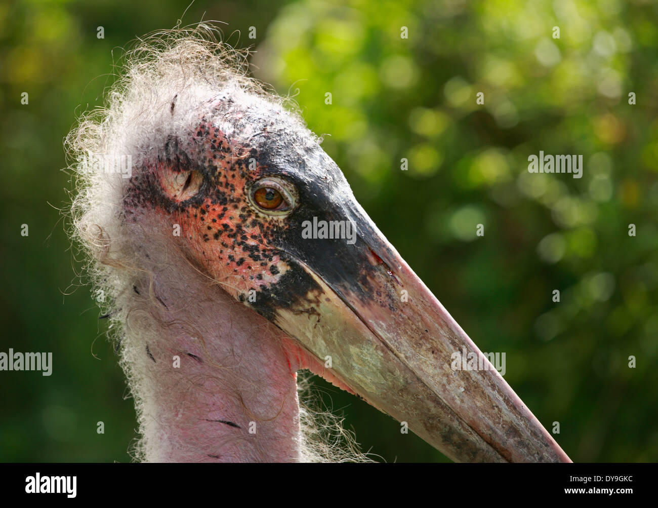 Marabou Stork Leptoptilos crumeniferus. Stock Photo