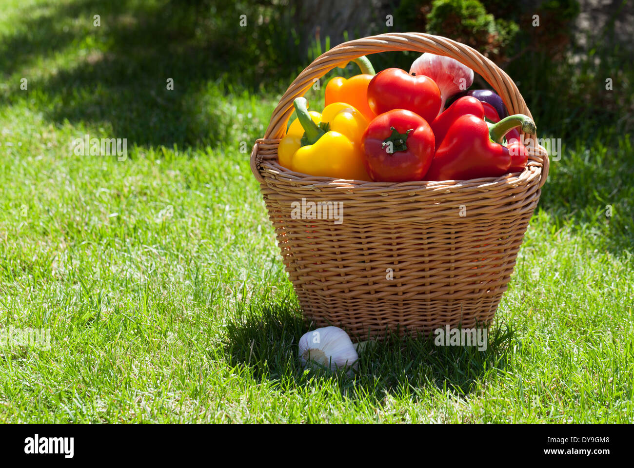 Fresh ripe vegetables in the basket on green grass Stock Photo - Alamy