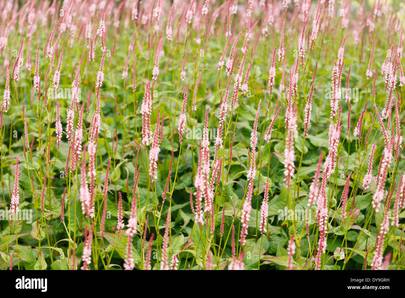 Pink flowers persicaria. Stock Photo