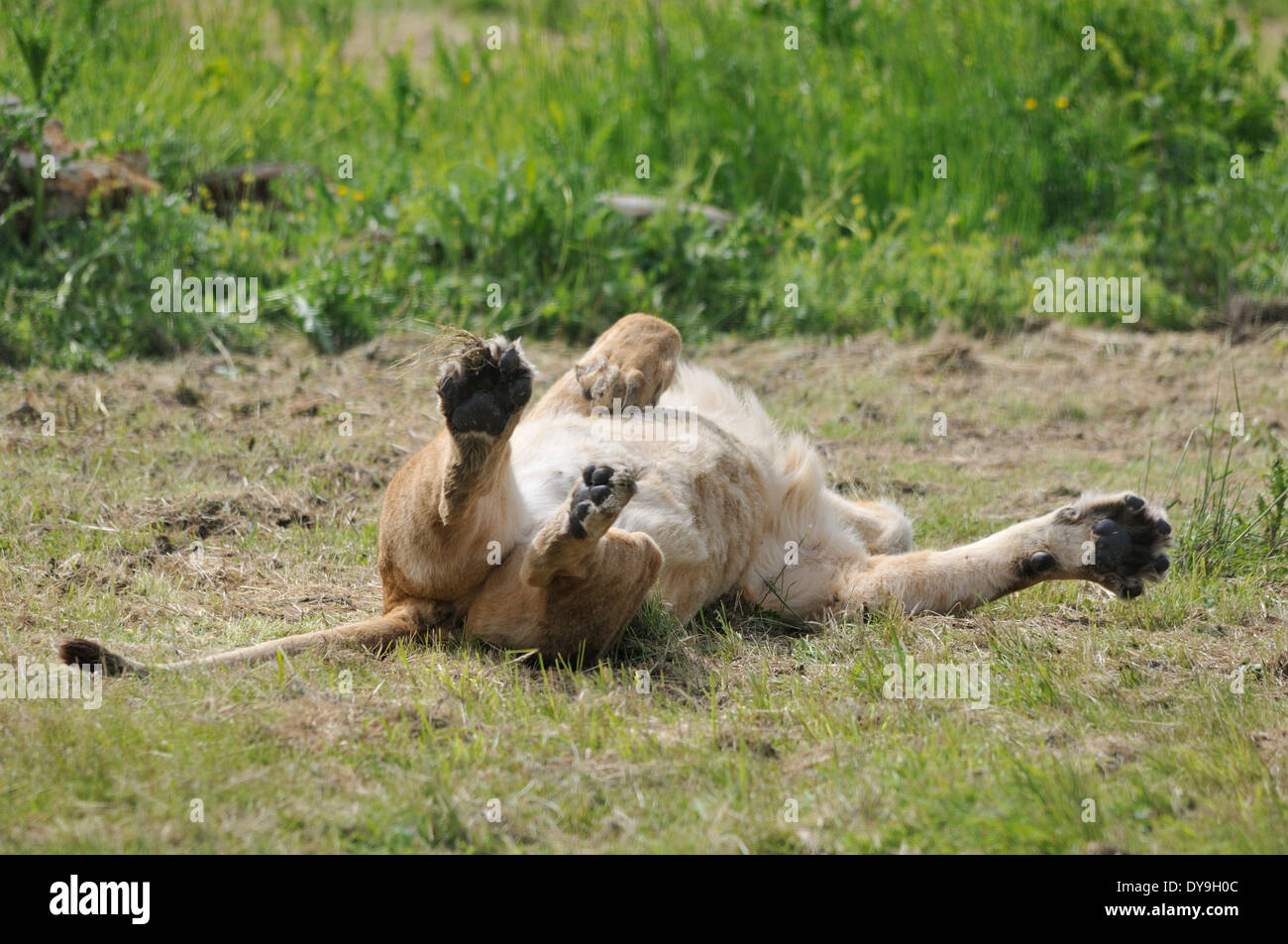 Angolan lion at the 'Parc des Felins' Stock Photo