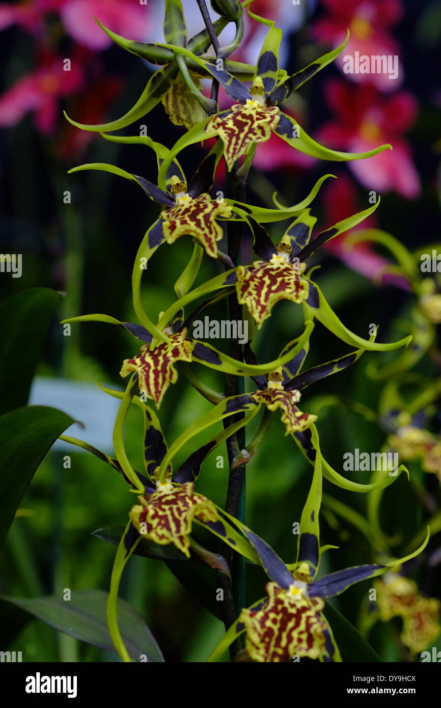London, UK. 10th Apr, 2014. Royal Horticultural Society's Orchid show in London featuring a spectacular array of exotic orchids from specialist growers and plant hunters from around the world Credit:  Rachel Megawhat/Alamy Live News Stock Photo