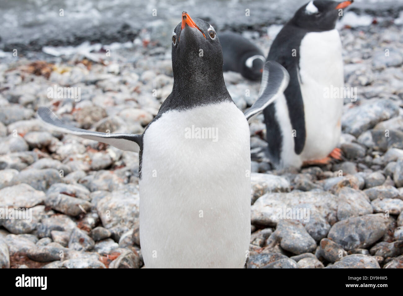 A Gentoo Penguin at Hannah Point on Livingston Island in the South ...