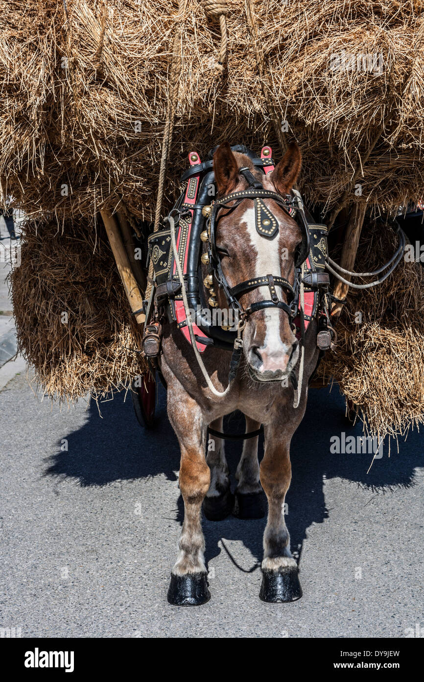 Mule with cart. Stock Photo