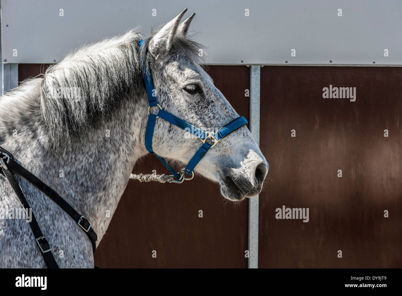 Horse. Stock Photo
