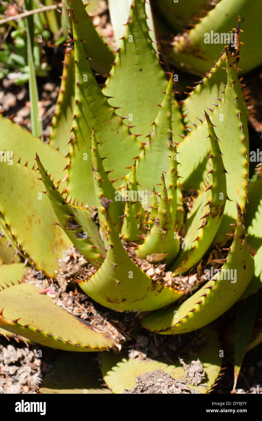 Aloe broomii  Succulent Plant