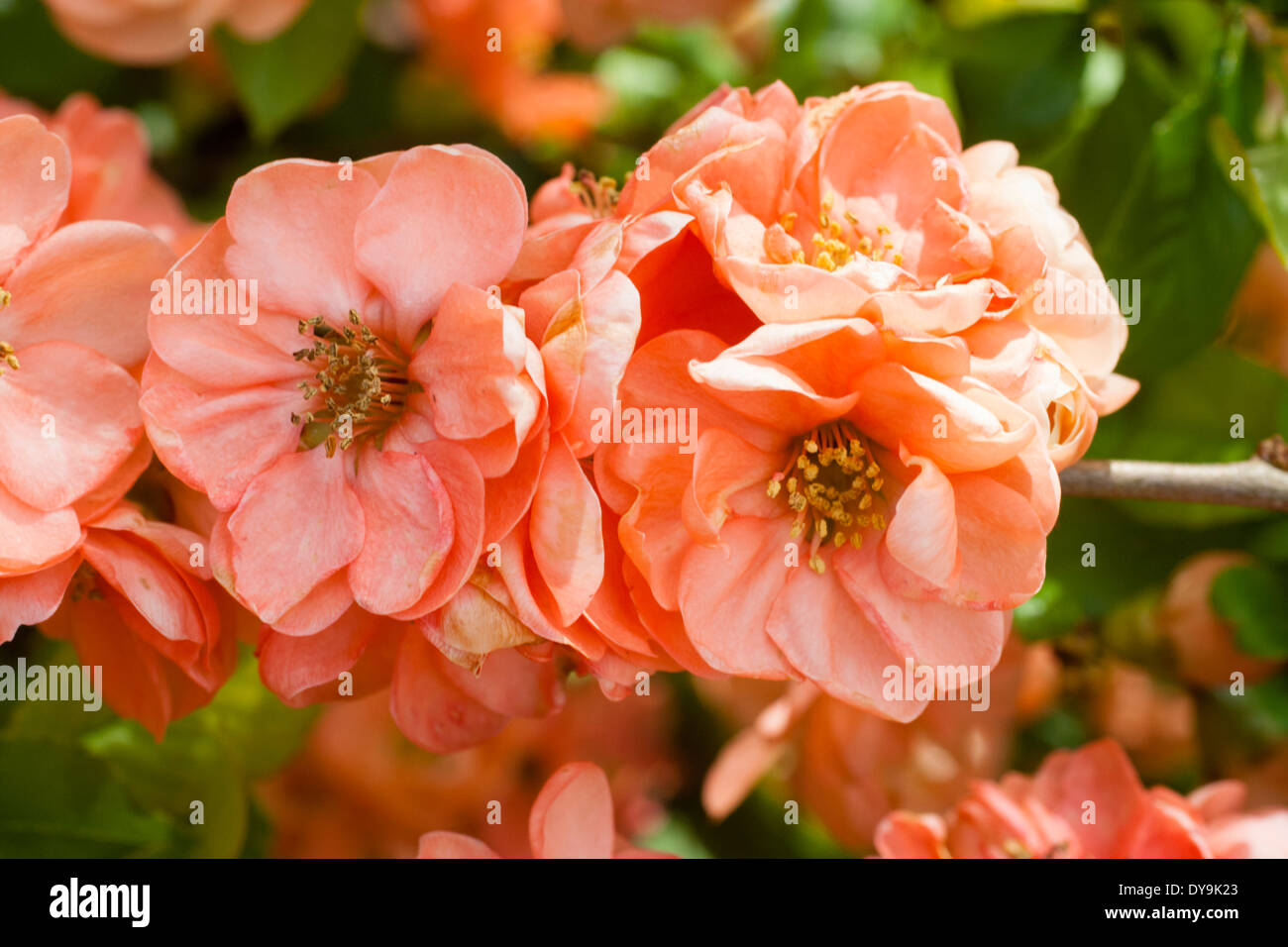 Flowers of the Japanese quince, Chaenomeles speciosa 'Geisha Girl' Stock Photo