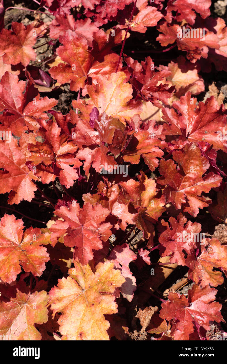 Brightly coloured foliage of the hardy Heuchera 'Mahogany' Stock Photo