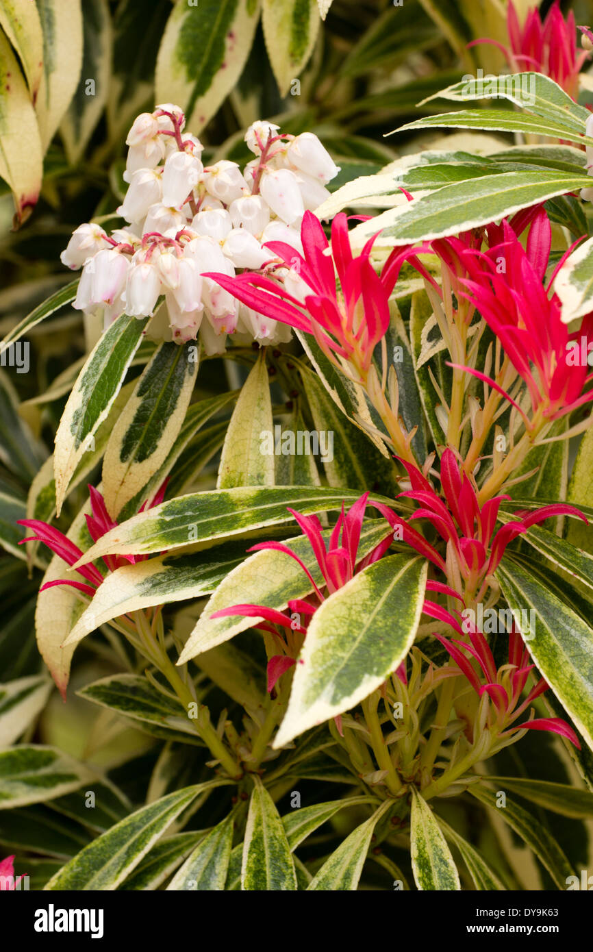 Red young foliage and white bell flowers of the cream and green variegated shrub, Pieris japonica 'Flaming Silver' Stock Photo