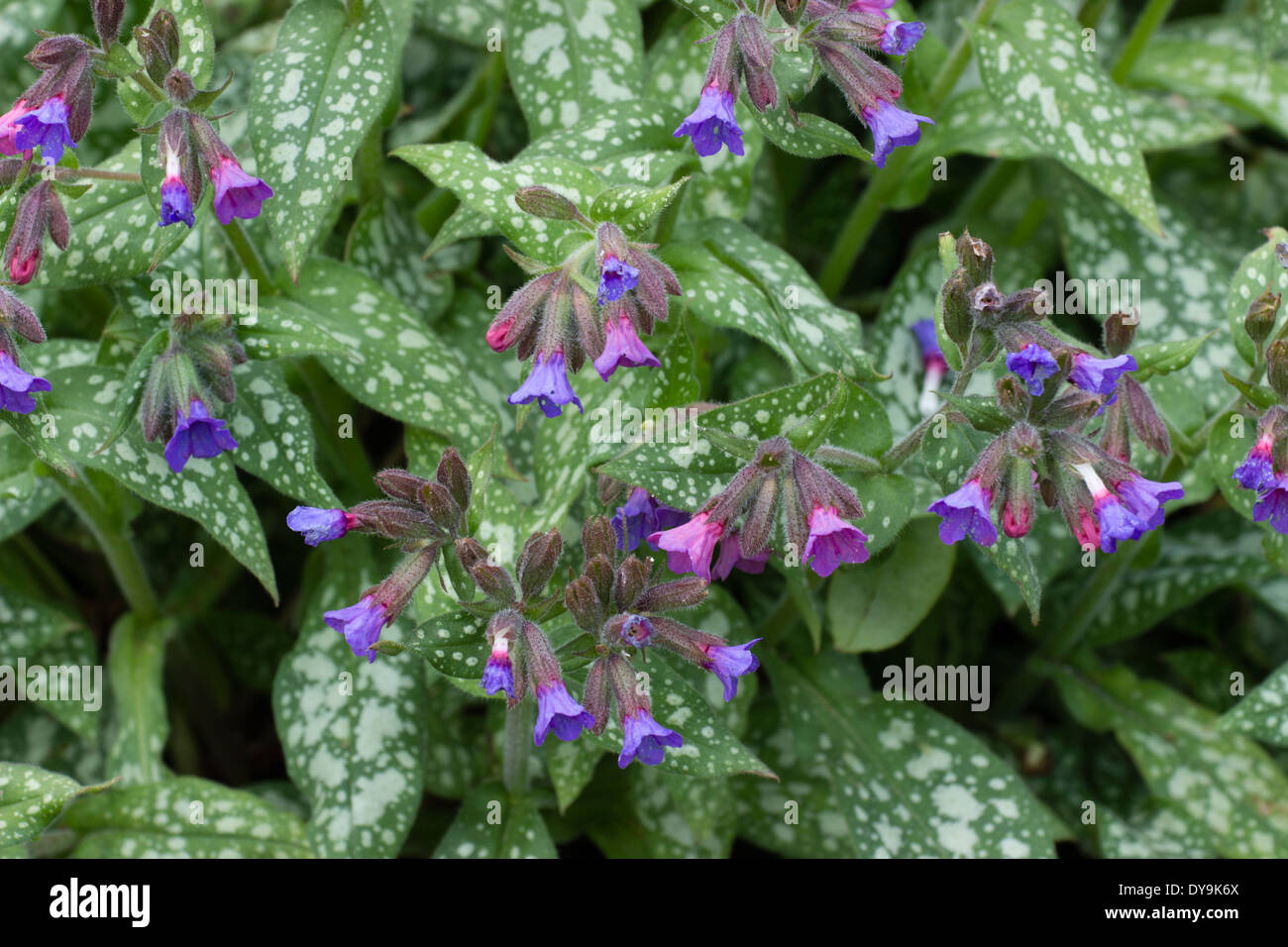Early spring flowers and spotted leaves of the lungwort, Pulmonaria saccharata 'Trevi Fountain' Stock Photo