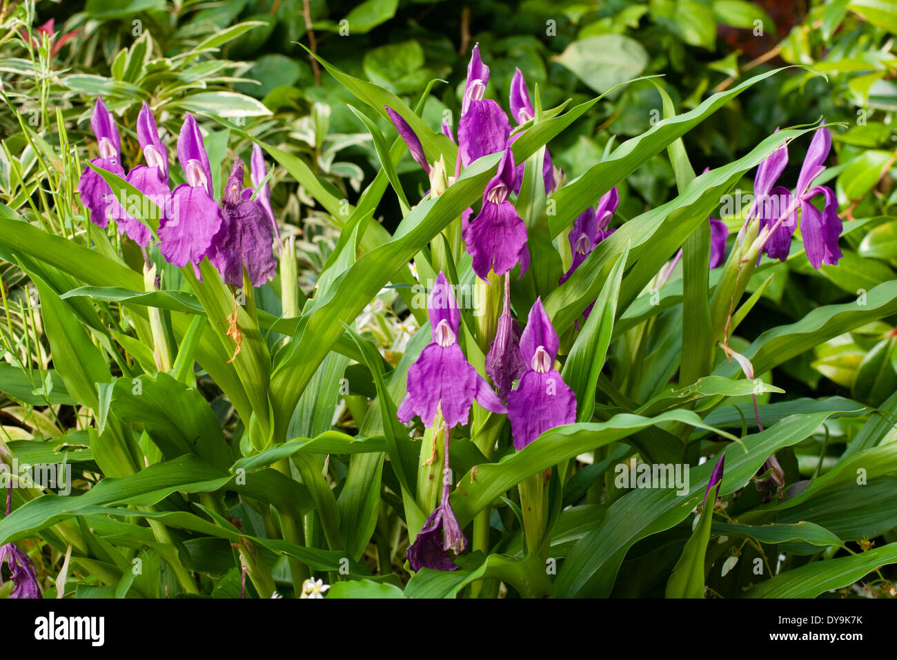 Flowers of the hardy ginger, Roscoea auriculata, in a Plymouth garden Stock Photo
