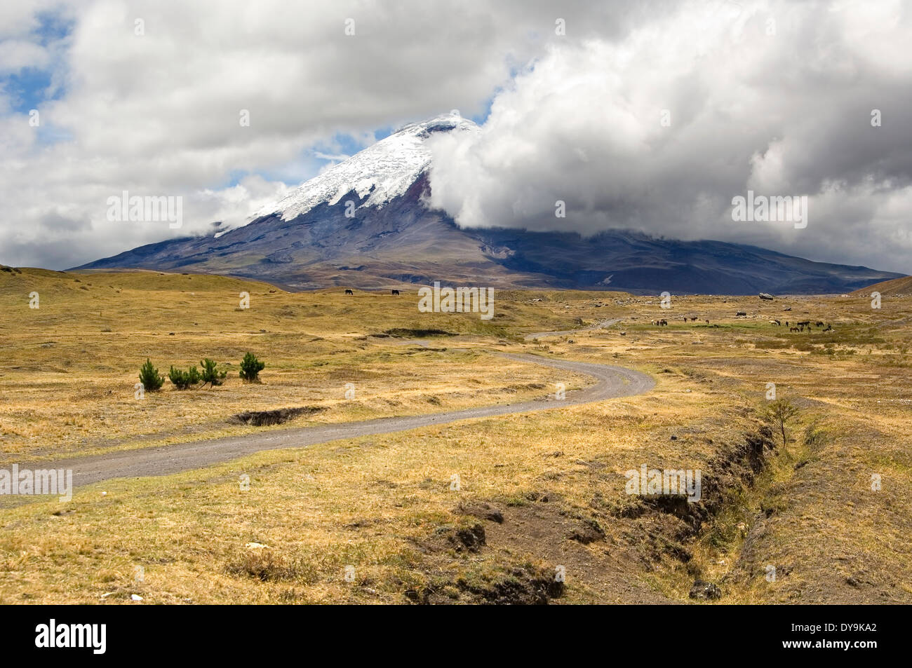 Cotopaxi volcano road hi-res stock photography and images - Alamy