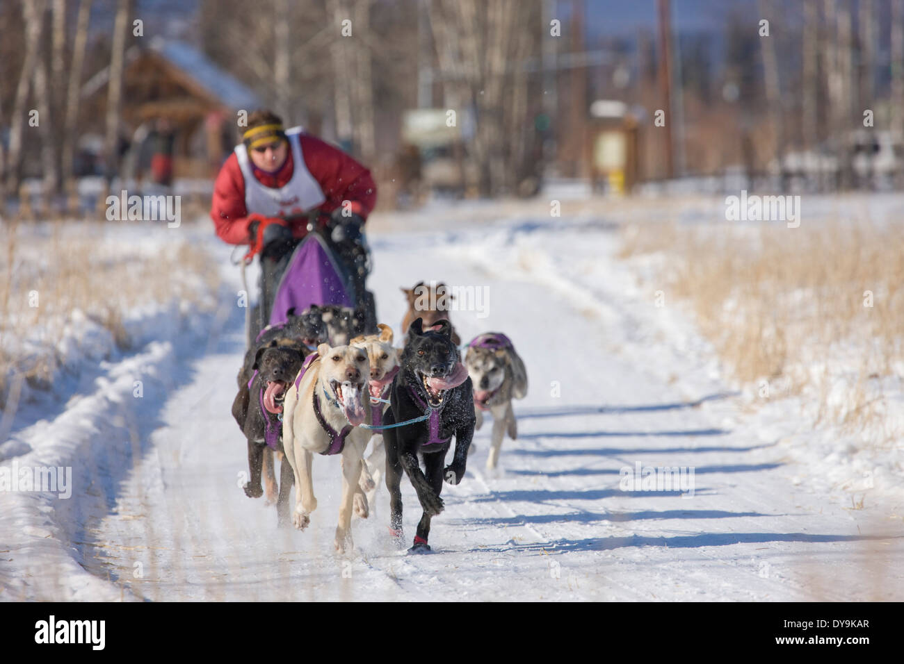 Ross Saunderson Races In The 2008 Open North American Championship Sled Dog Race Stock Photo