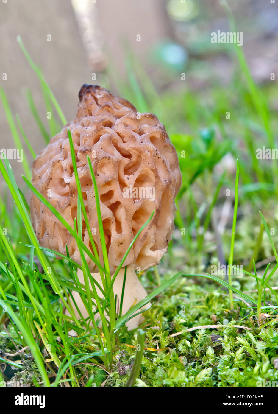 grey morel mushroom close up Stock Photo Alamy