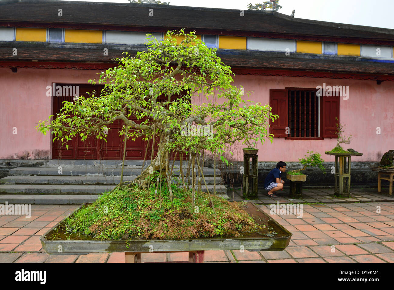 Vietnamese man studying a Chinese Bonsai tree or Chinese penjing growing in Inner courtyard Thien Mu Pagoda,Hue, Vietnam,Southeast Asia Stock Photo