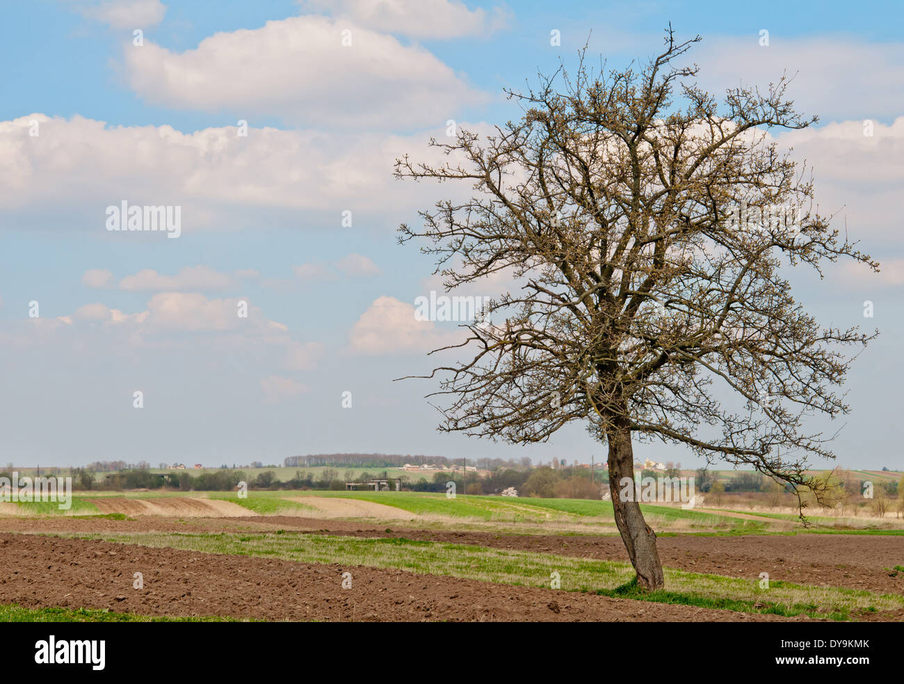 spring tree and blue sky Stock Photo