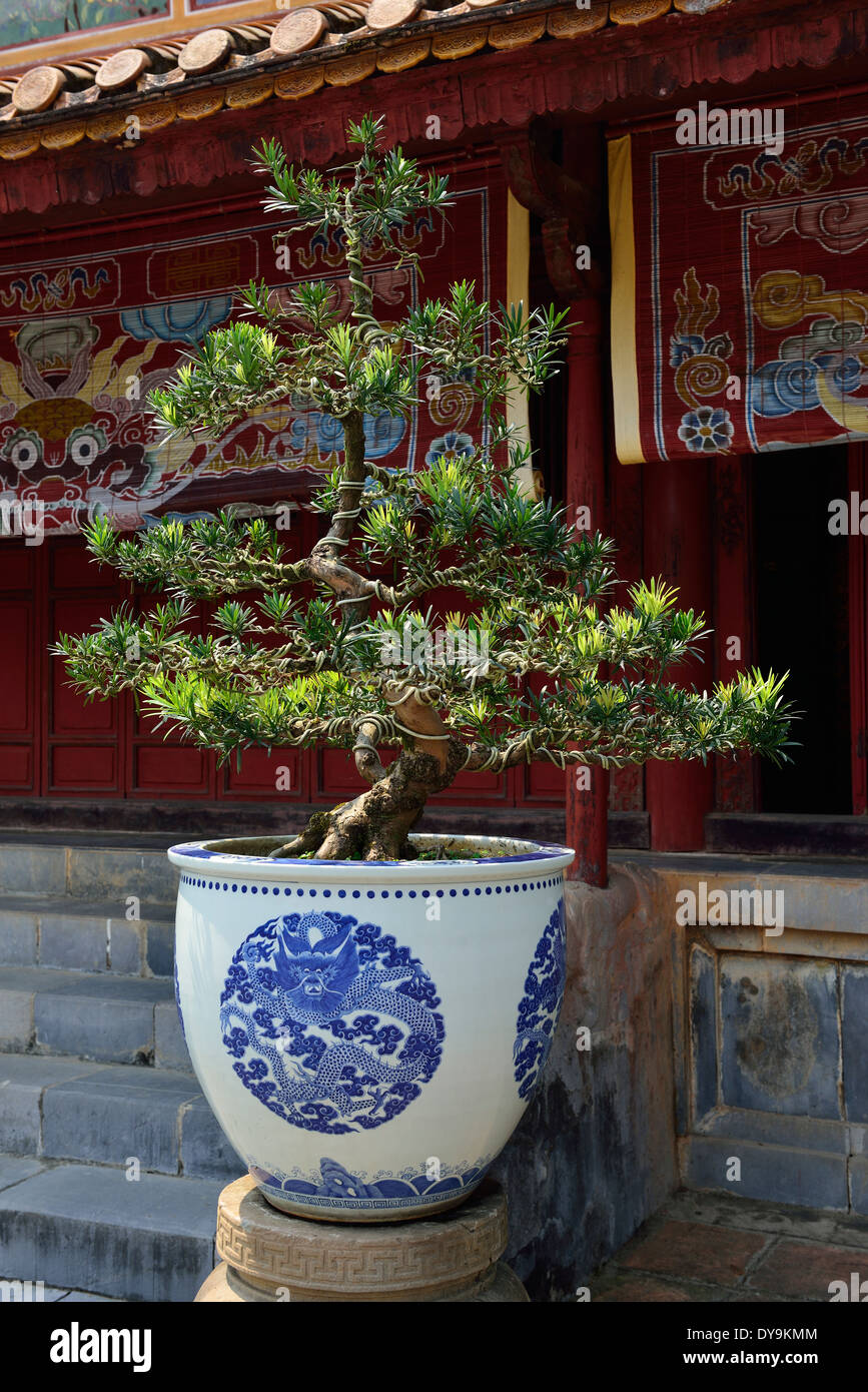 Chinese Bonsai tree or Chinese penjing growing in a vase in the Inner  Courtyard, Thien Mu Pagoda, Hue, Vietnam Stock Photo - Alamy