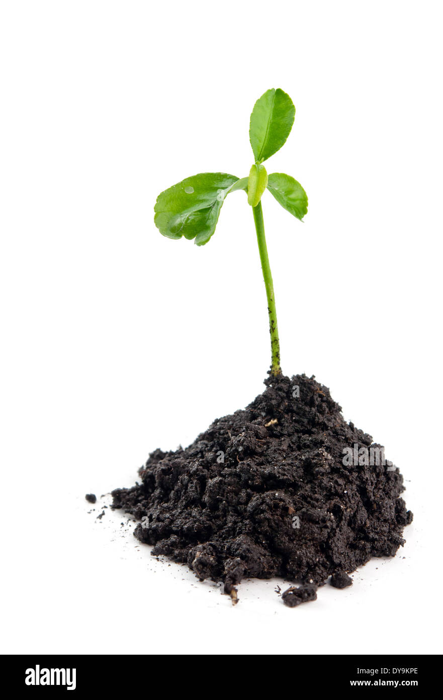 young plant on the white backgrounds Stock Photo