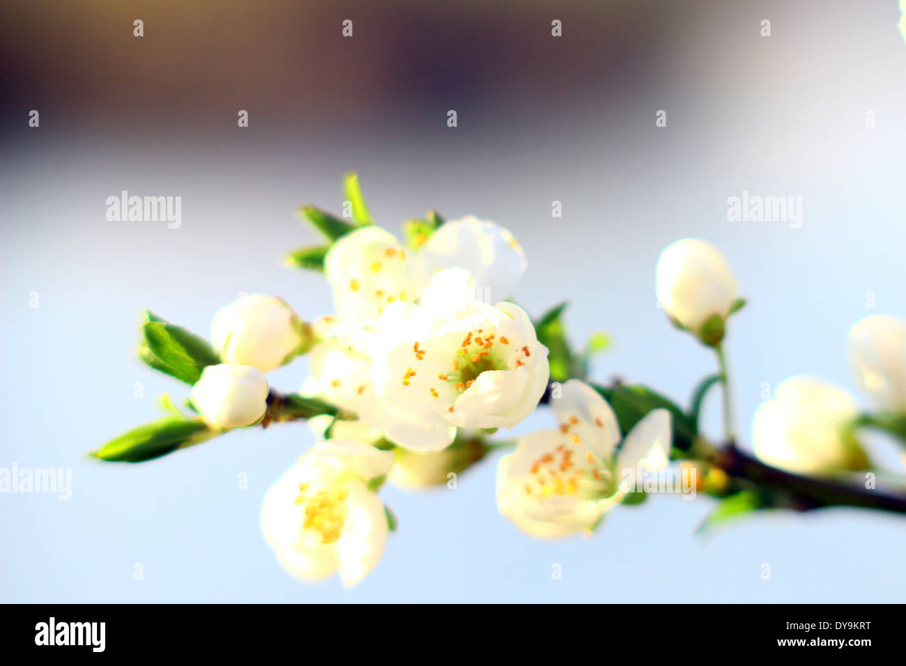 Spring blossom trees vector hi-res stock photography and images - Alamy