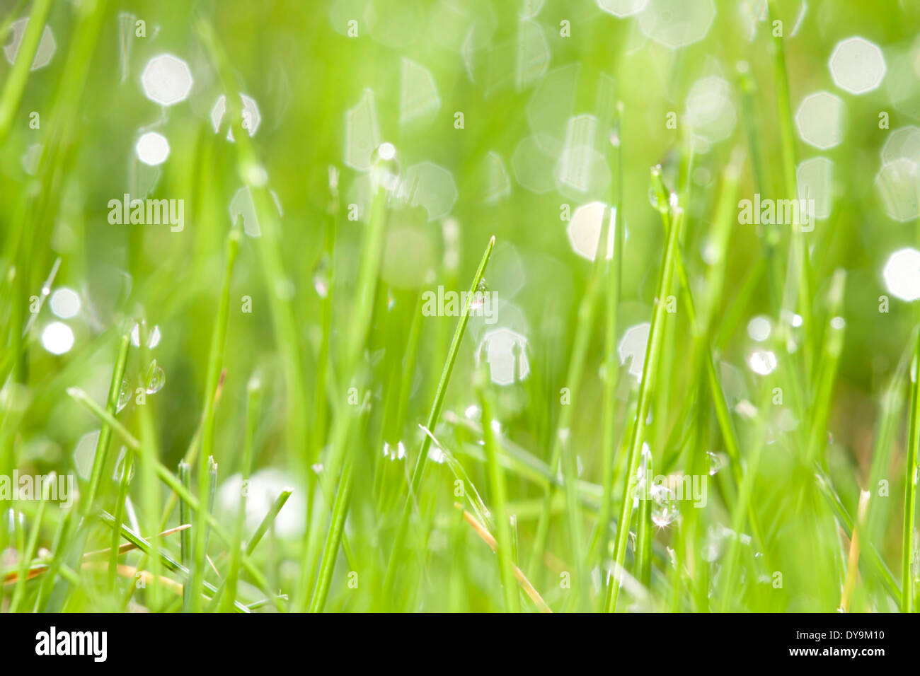 Abstract spring background of green grass with water drops Stock Photo ...
