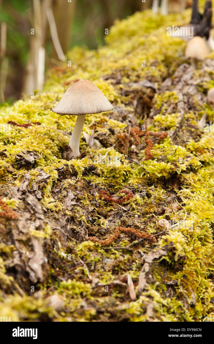 Glistening ink cap mushroom growing on a fallen log covered with moss. Stock Photo