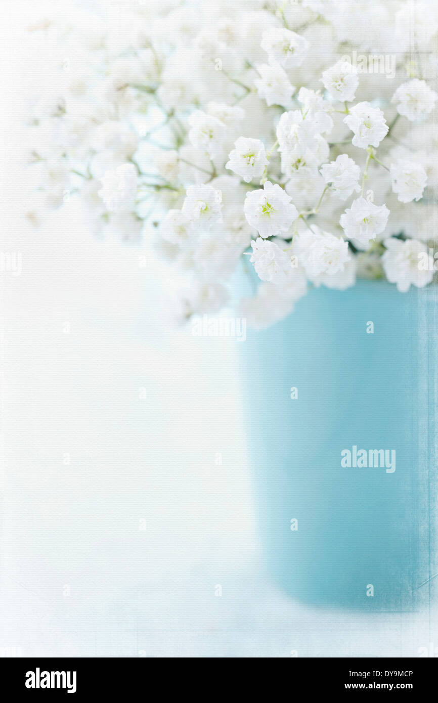 White baby s breath flowers in a vase on light blue textured white babys breath flowers in a vase on light blue textured vintage DY9MCP