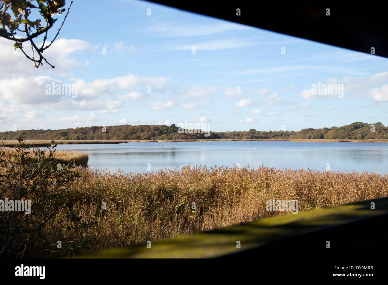Looking out of bird hide across Benacre broard, Suffolk, England. Stock Photo