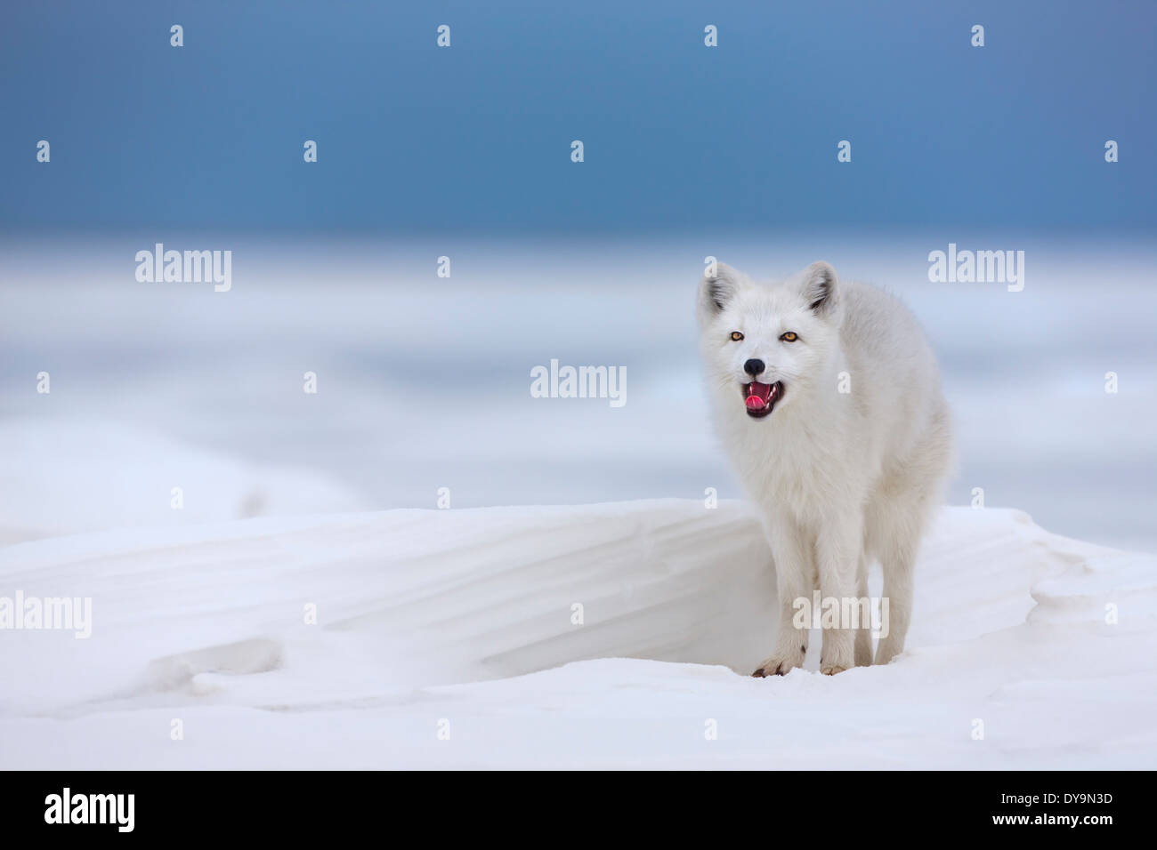 Arctic Fox Pics High Resolution Stock Photography and Images - Alamy
