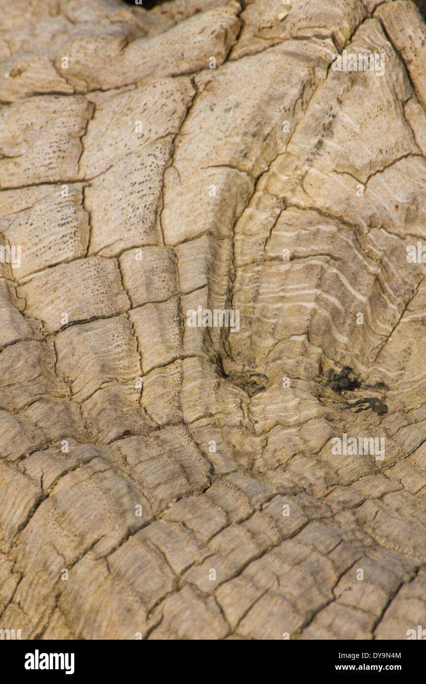 Patterns on a cut aged, tree stump Stock Photo
