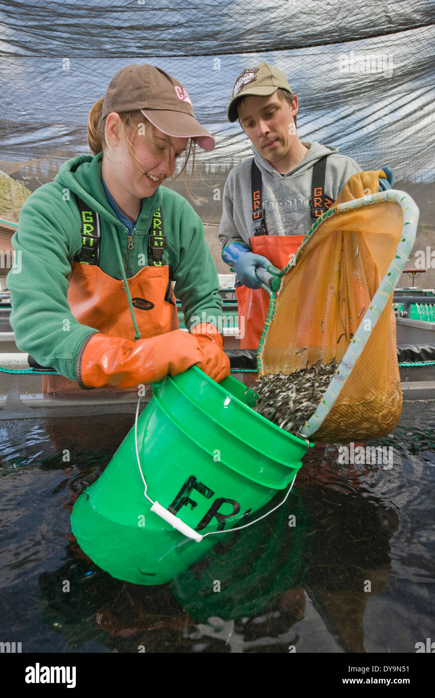 Net collar hires stock photography and images Alamy