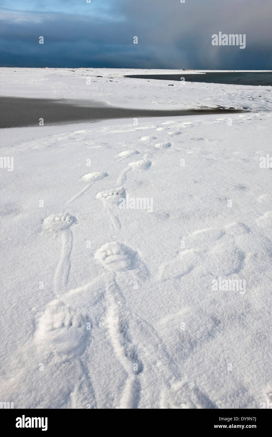 Polar bear tracks in snow hires stock photography and images Alamy