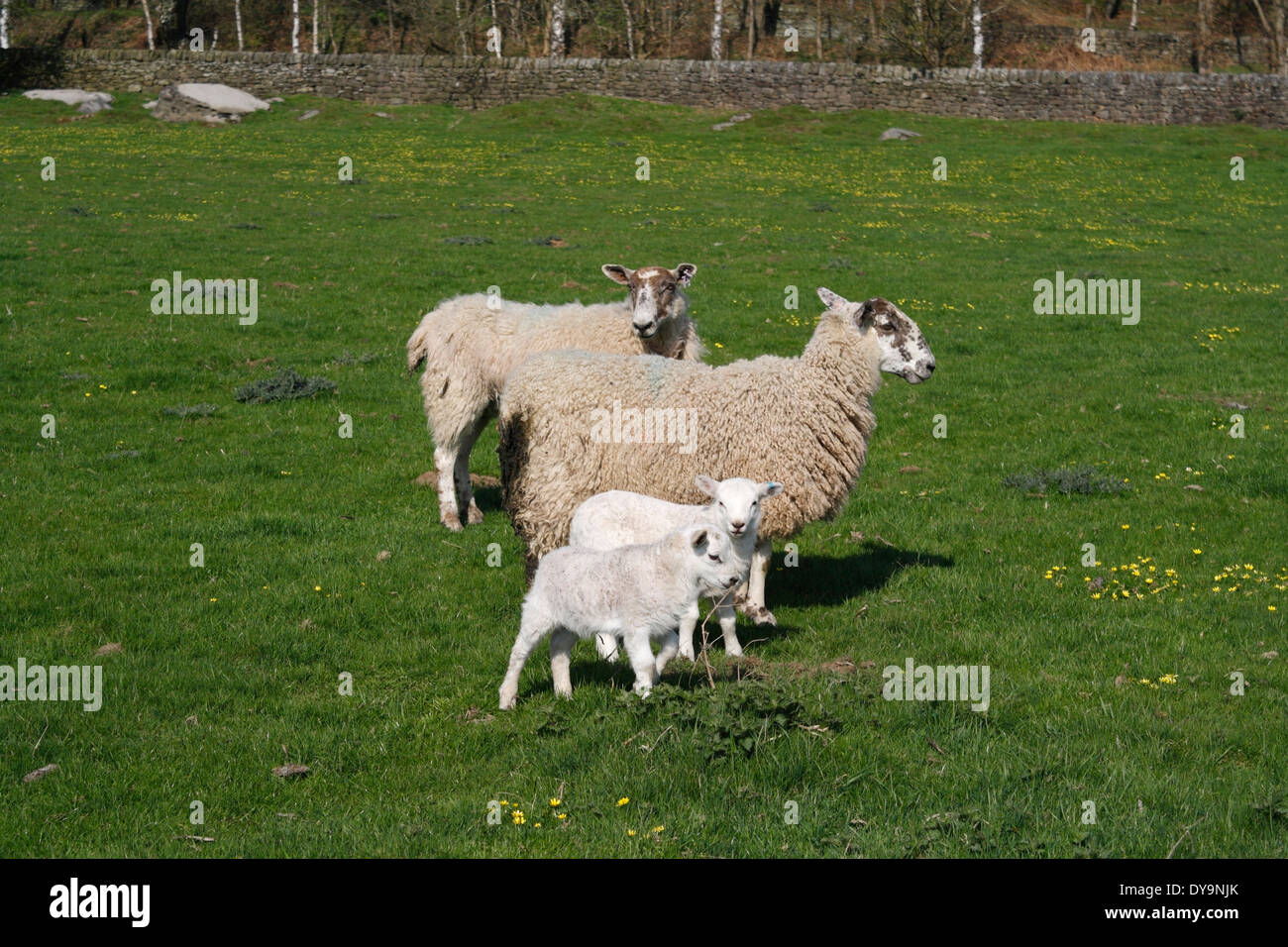 2 Sheep and 2 lambs in a field Stock Photo