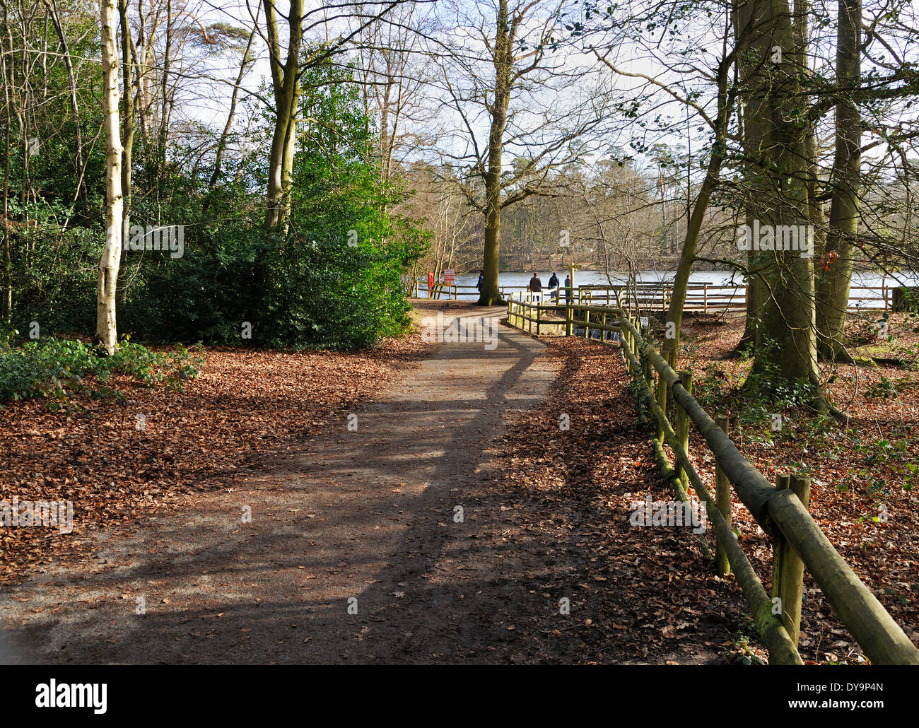 Pathway at Black Park , Wexham, Buckinghamshire, England Stock Photo